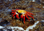 Rote Klippenkrabbe