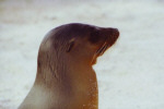 Seel&ouml;we