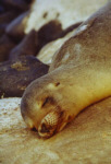 Seel&ouml;we