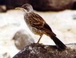 Spottdrossel